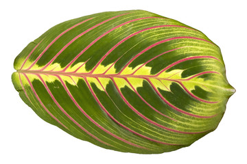 Beautiful leaf of houseplant Maranta Tricolor closeup isolated on white background