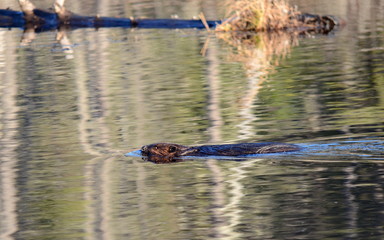 Wild North American Beaver swimming in calm water