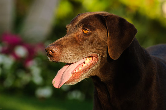 Chocolate Labrador Retriever dog outdoor portrait head shot 