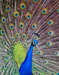 Fototapeta na wymiar A dancing Peacock The peacock is an adaptable bird. Seen in unexpected places it is a common sight in parks