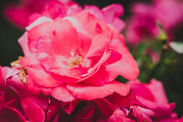 Obraz na płótnie Canvas Pink Flower Macro