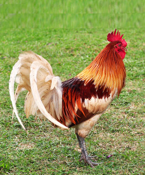 A colorful rooster
Wild chickens range free in Hawaii. They are often noisy with their incessant crowing. The chickens in Hawaii roost in trees at night.