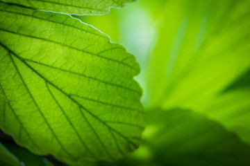 Green Leaf