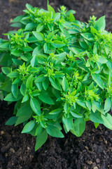 Culinary Herbs Growing. Sprouts of Fresh Young Green Basil in Soil in Garden. Italian Provence Cuisine Ingredients Healthy Plant Based Diet