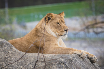 Lioness on Watch