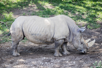 Naklejka premium African Rhino