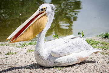 Pelican