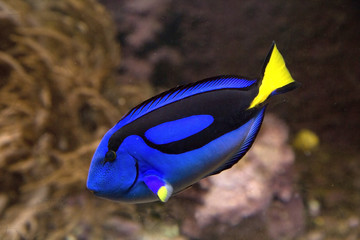 Blue tang or Regal tang or Palette surgeonfish (Paracanthurus hepatus ) .