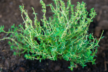 Culinary Herbs Growing. Sprouts of Fresh Young Green Thyme in Soil in Garden. Italian Provence Cuisine Ingredients Healthy Plant Based Diet