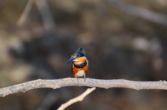 American Pygmy Kingfisher