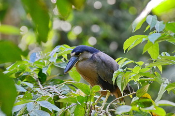 Boat billed heron in the wild near La Fortuna, Costa Rica