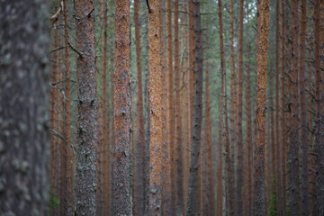 Fototapeta premium Pine forest background