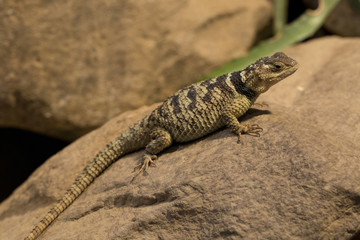  Blue spiny lizard (Sceloporus serrifer).