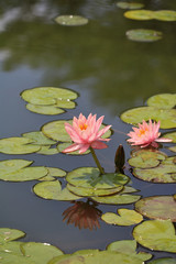 濡れたスイレン