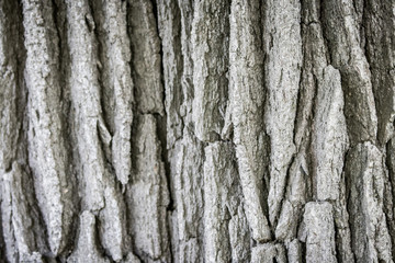 Tree Bark Texture 