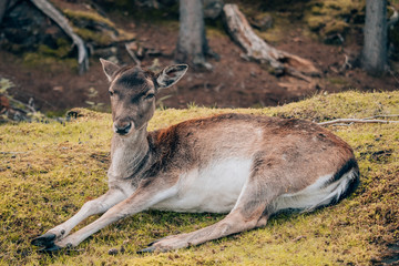 Naklejka na ściany i meble a bored deer sitting in the grass