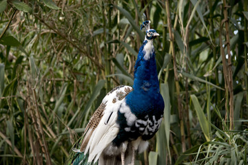 a male peacock