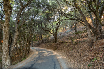 Leafy Tunnel on a Winding Hiking Path