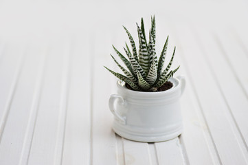 Close-up Haworthia Fasciata on white background. Potted succulent/ cactus house plants on white wooden table. Minimalism.