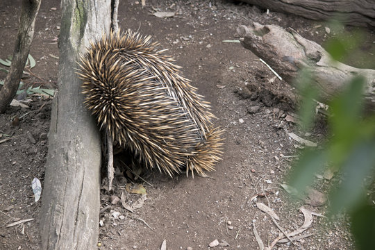 an echidna
