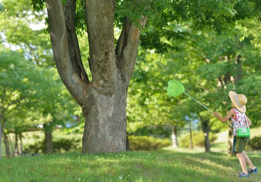 32 Best 蝉取り Images Stock Photos Vectors Adobe Stock