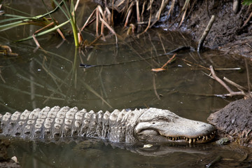 an alligator side view