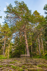 Ruhebank mit Wurzeln  im Wald