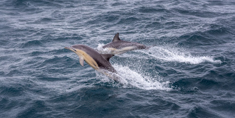 Two common dolphins jumping in the waves on a cold winter day in Australia.