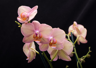 Fototapeta na wymiar Pastel orchid flower isolated on black background