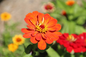 Orange Zinnia, Fort Edmonton Park, Edmonton, Alberta