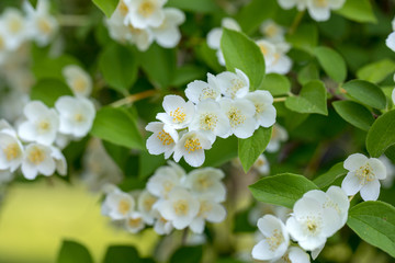 Beautiful blossoming branch of jasmine in garden