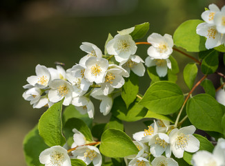 Beautiful blossoming branch of jasmine in garden