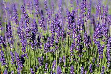 Garden with the flourishing lavender