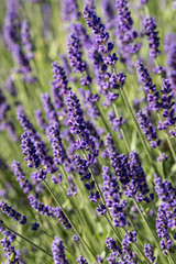 Garden with the flourishing lavender