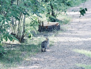 Baby rabbit on the grass
