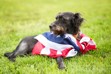 Dog with the American Flag in windy day