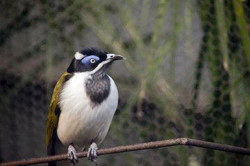 blue faced honeyeater
