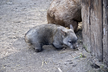 A young wombat