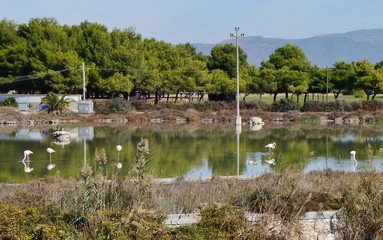 molentargius in Cagliari auf Sardinien
