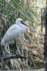 a young royal spoonbill