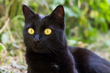 Beautiful cute black bombay cat portrait closeup. Nature green background