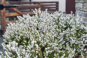 A bunch of Erica carnea, flowering subshrub plant also known as Springwood White, Winter Heath, Snow Heath, and Heather, with abundant small, urn-shaped, silvery white flowers and needle green foliage