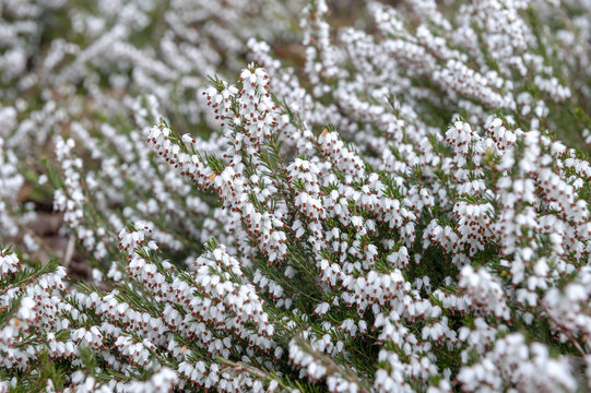 A bunch of Erica carnea, flowering subshrub plant also known as Springwood White, Winter Heath, Snow Heath, and Heather, with abundant small, urn-shaped, silvery white flowers and needle green foliage