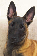 The portrait of a cute Belgian Shepherd Malinois puppy with a black mask posing indoors at home