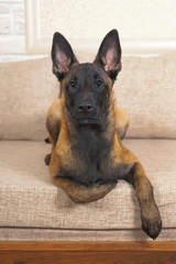 Cute Belgian Shepherd Malinois puppy with a black mask lying indoors on a couch