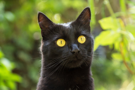 Beautiful cute black bombay cat portrait closeup outdoors in nature