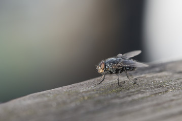 Close-up of a blow fly resting on a weathered wooden railing.   