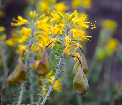 Brilliant Yellow Bladderpod Blooms