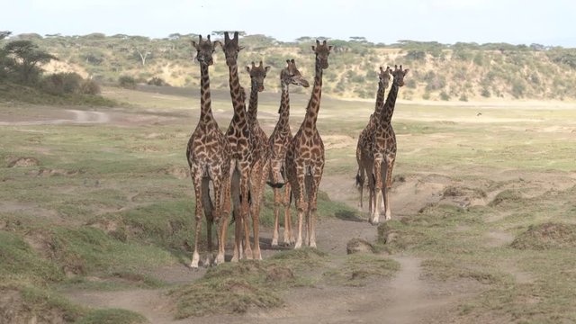 Seven Giraffes - Seven masai giraffes gather in a group called a tower and approach a watering hole. Ndutu, Arusha, Ngorongoro Conservation Area, Tanzania, Africa
