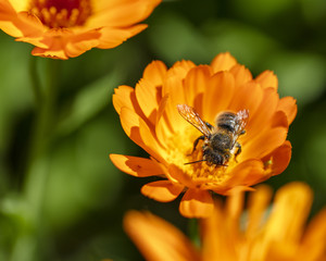 Bee in calendula